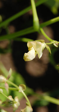 Blomma av bnan 'Bstad'. Foto: Agneta Brjeson