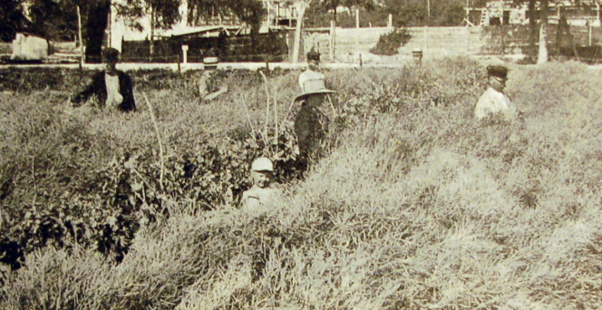 Frodling av 'Sfstaholm' klrot ca 1920. rebro fr, frukt och blomsterhandel.